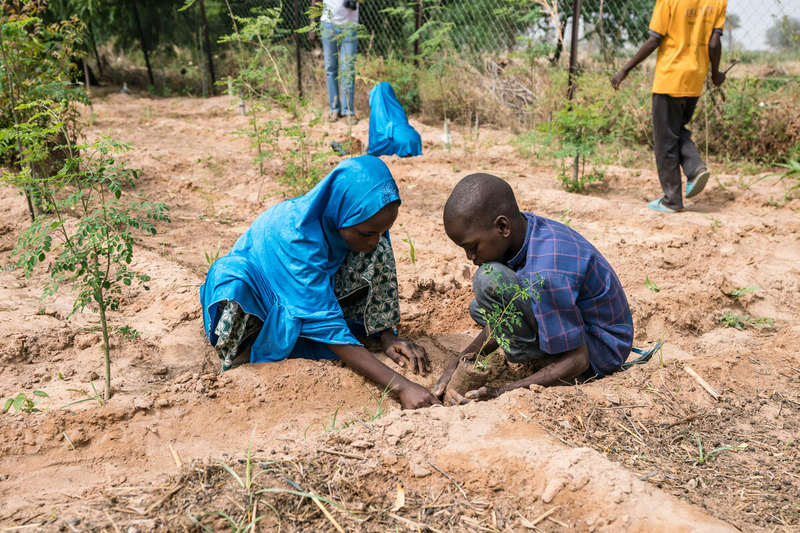 Kinder in Niger pflanzen Setzlinge in ihrem Schulgarten