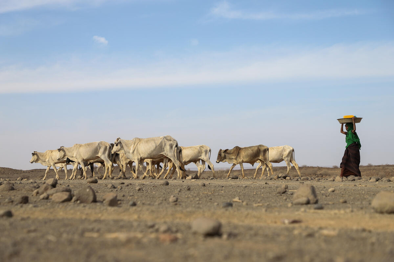 WFP/Michael Tewelde, Von der Dürre betroffenes Vieh auf dem Weg zu einem Flussufer im Bezirk Adadle, Biyolow Kebele in der Region Somali in Äthiopien. 