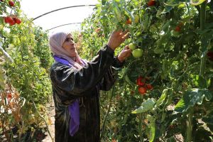 Syrien: Nahrungsmittelproduktion auf Tiefststand