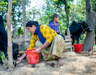 Taimy Chakma füttert ihre Kühe. Foto: WFP/Sayed Asif Mahmud