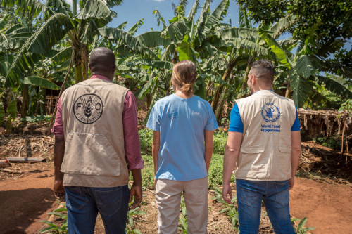 Mitarbeiter*innen verschiedener humanitärer Organisationen arbeiten zusammen. Foto: WFP/Giulio d'Adamo