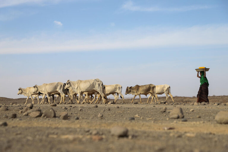 Dürre am Horn von Afrika: 13 Millionen Menschen von akutem Hunger bedroht