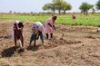 People till fields of earth and crops. Photo: WFP/Petroc Wilton