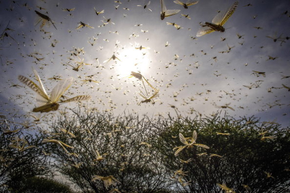 Samburu County, Ololokwe, Kenia - Ein Heuschreckenschwarm erhebt sich bei einem kürzlichen Aufschwung im Nordosten Kenias in den Himmel. Foto: FAO/ Sven Torfinn