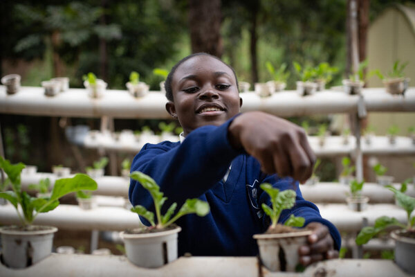 Foto: WFP/Lisa Murray. Schüler kümmern sich um Spinat an der Olympic Secondary School in Kibera, Nairobi.