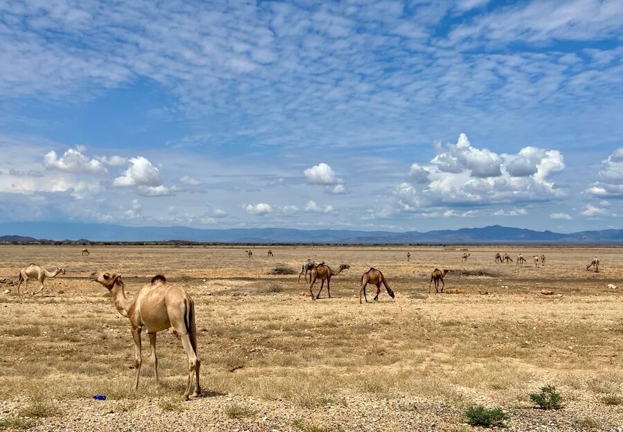 ach sechs ausgefallenen Regenzeiten in Turkana haben viele Viehzüchter ihre Lebensgrundlagen verloren. Es gibt schlicht zu wenig Wasser und Weideland für die Tiere. Foto: WFP/Martin Frick