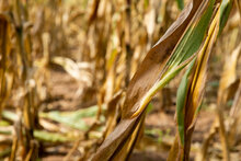 Seen in this photo is dried maize in the fields of WFP beneficiaries